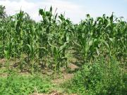 IMG4861